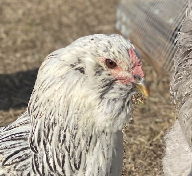 Amelia the Ameraucana