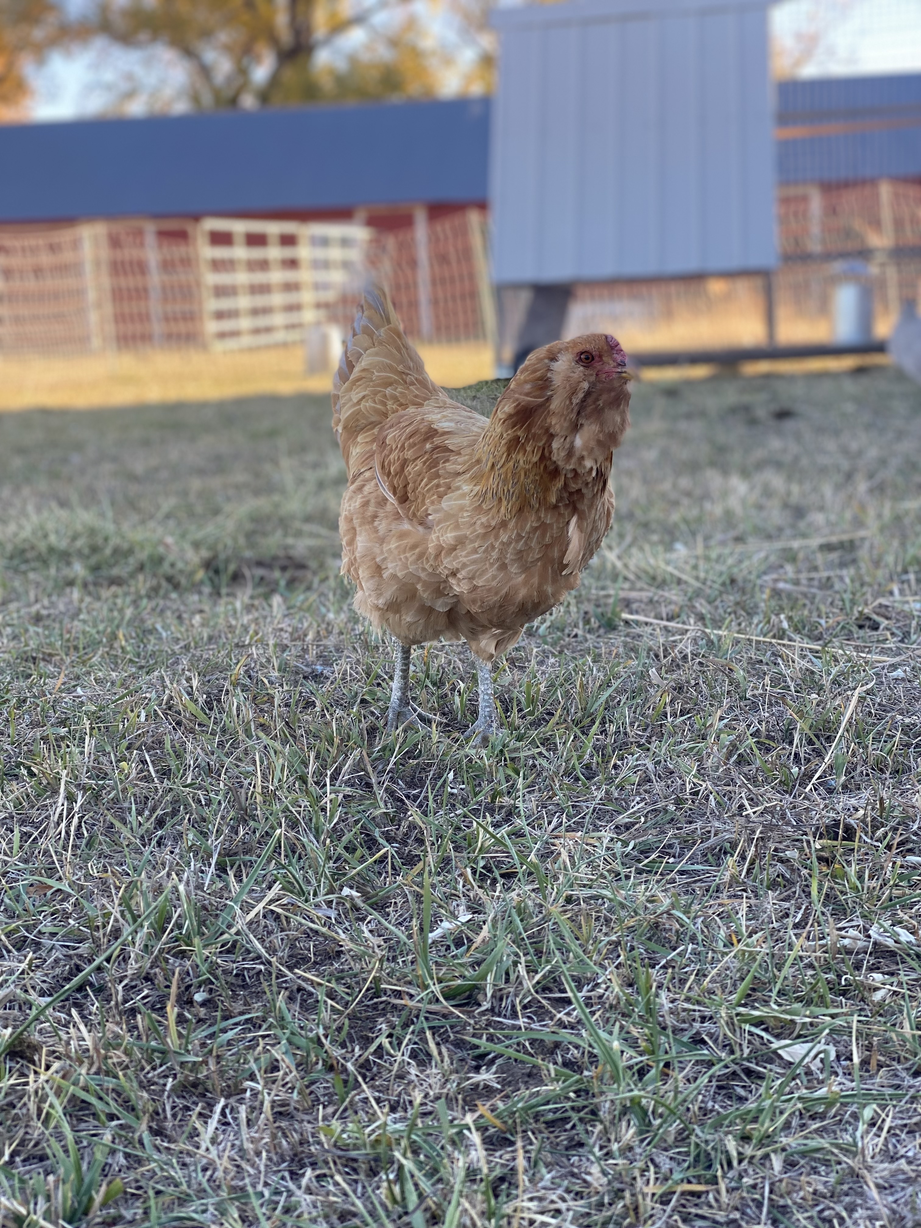 Americauna Chicken