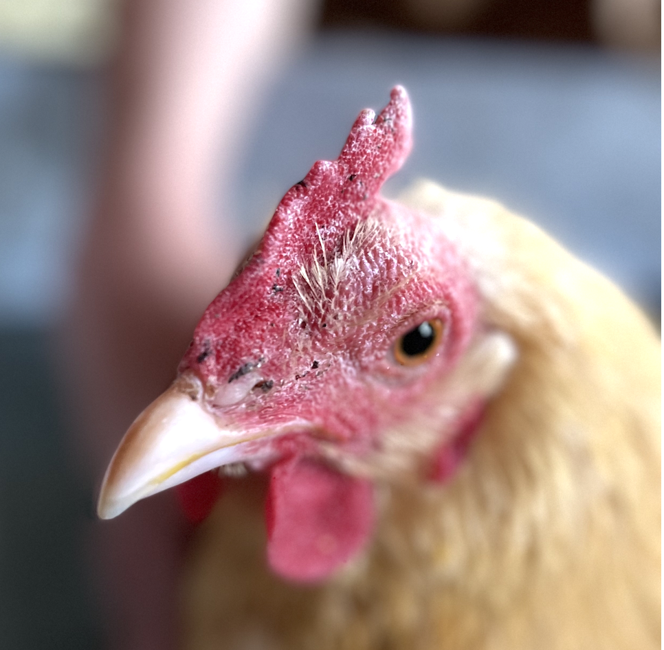 Beatrice the Buff Orpington