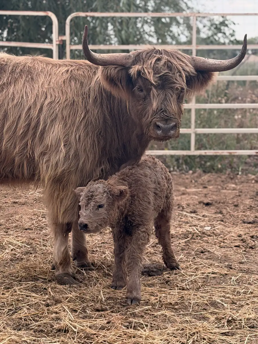 Welcome to the Herd, Big Bad Chad