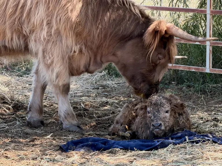 Newborn Big Bad Chad resting with his mother Mindy at Bloom & Brisket