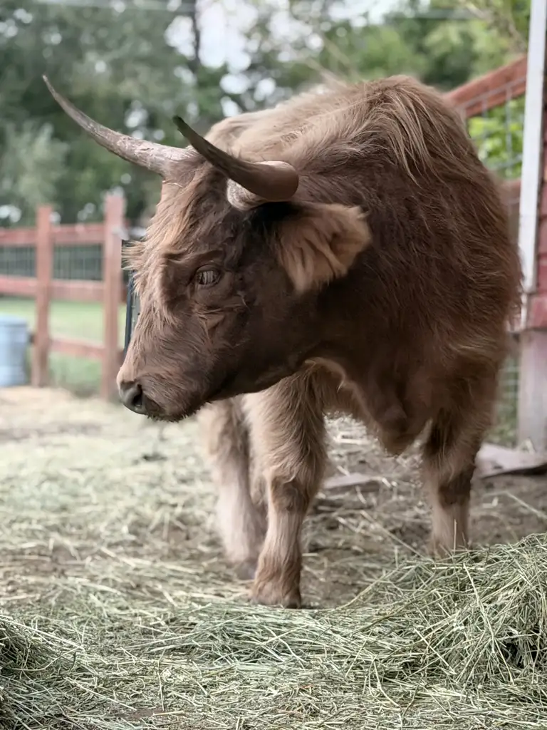 Birch Lake Indy, a dun Highland cow standing beside hay at Bloom & Brisket