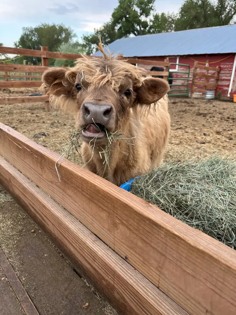 Birch Lake Indy, a dun Highland cow eating hay at Bloom & Brisket in Northern Colorado
