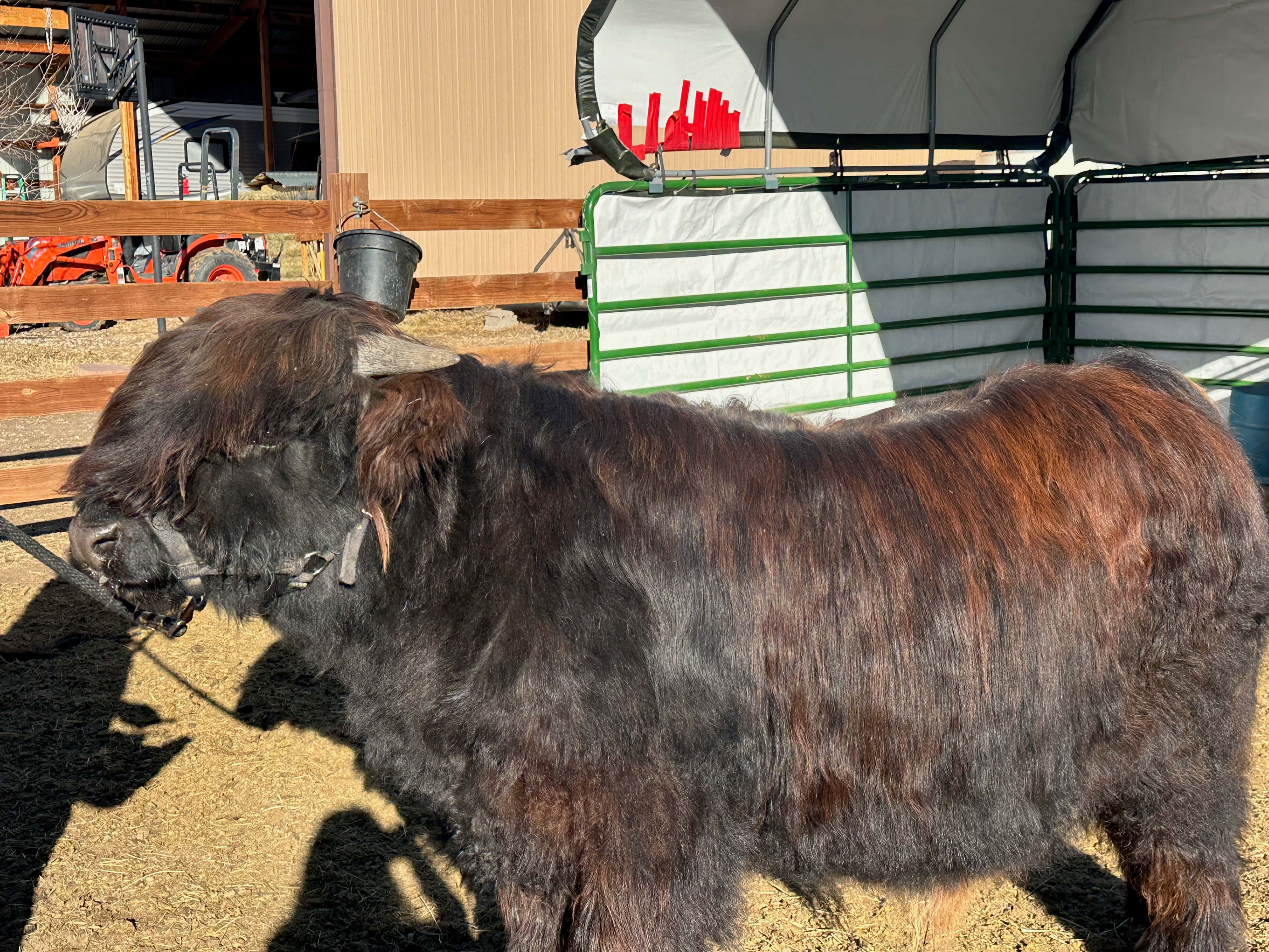 Bo, a black Highland steer, beside the barn at Bloom & Brisket