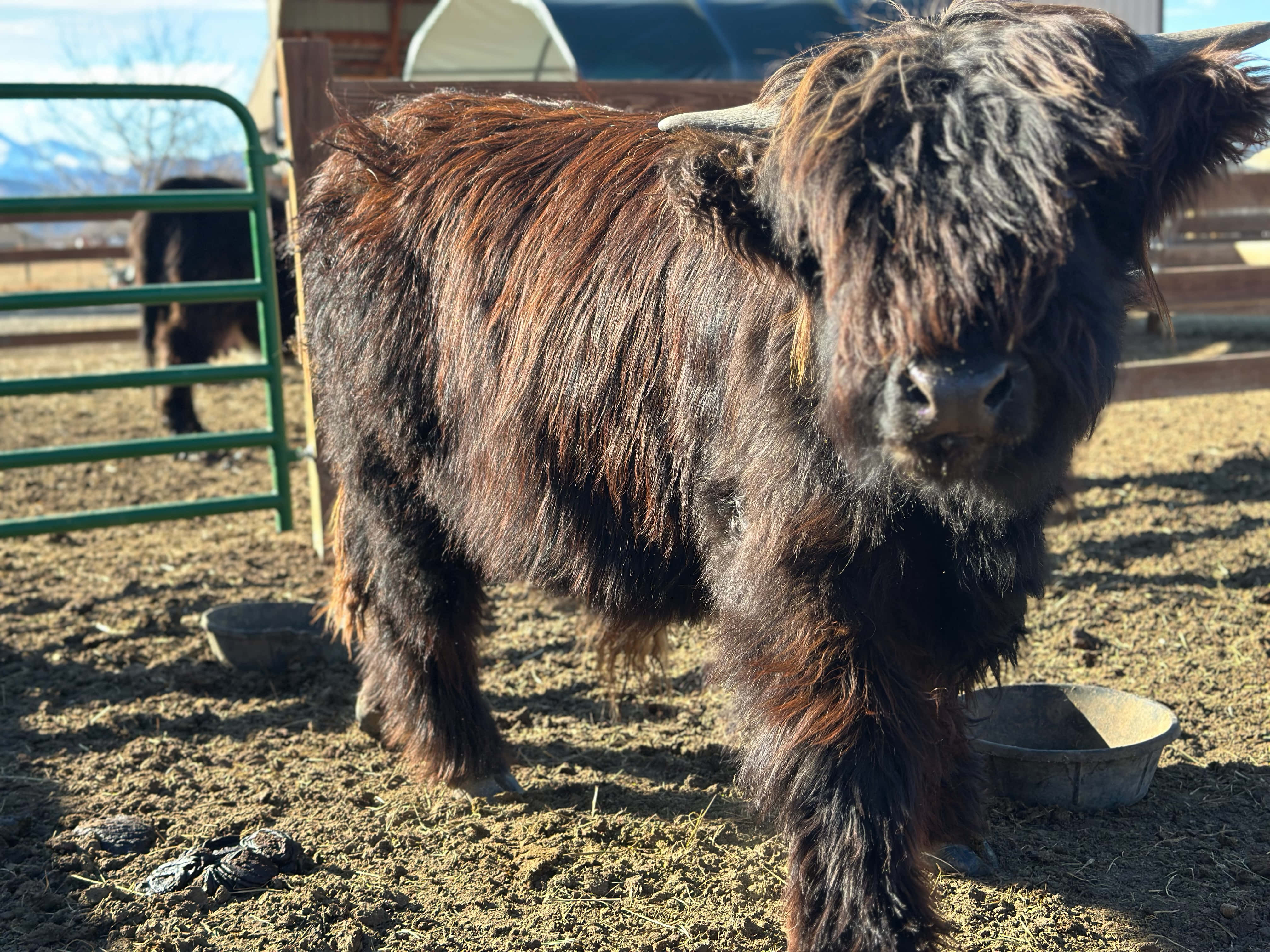 Close-up of Bo, a black Highland steer, at Bloom & Brisket