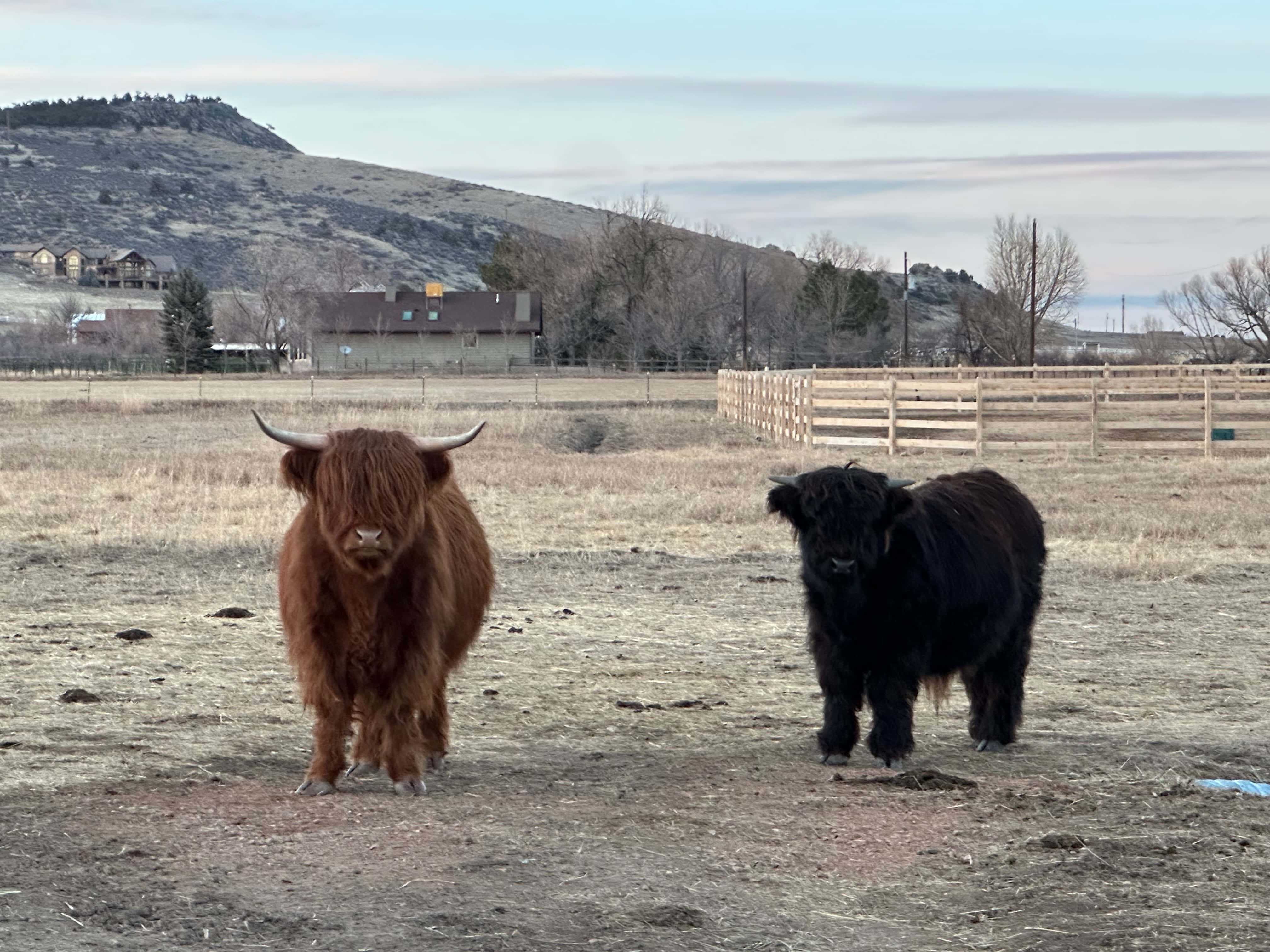 Bo, a black Highland steer, standing in pasture with another Highland