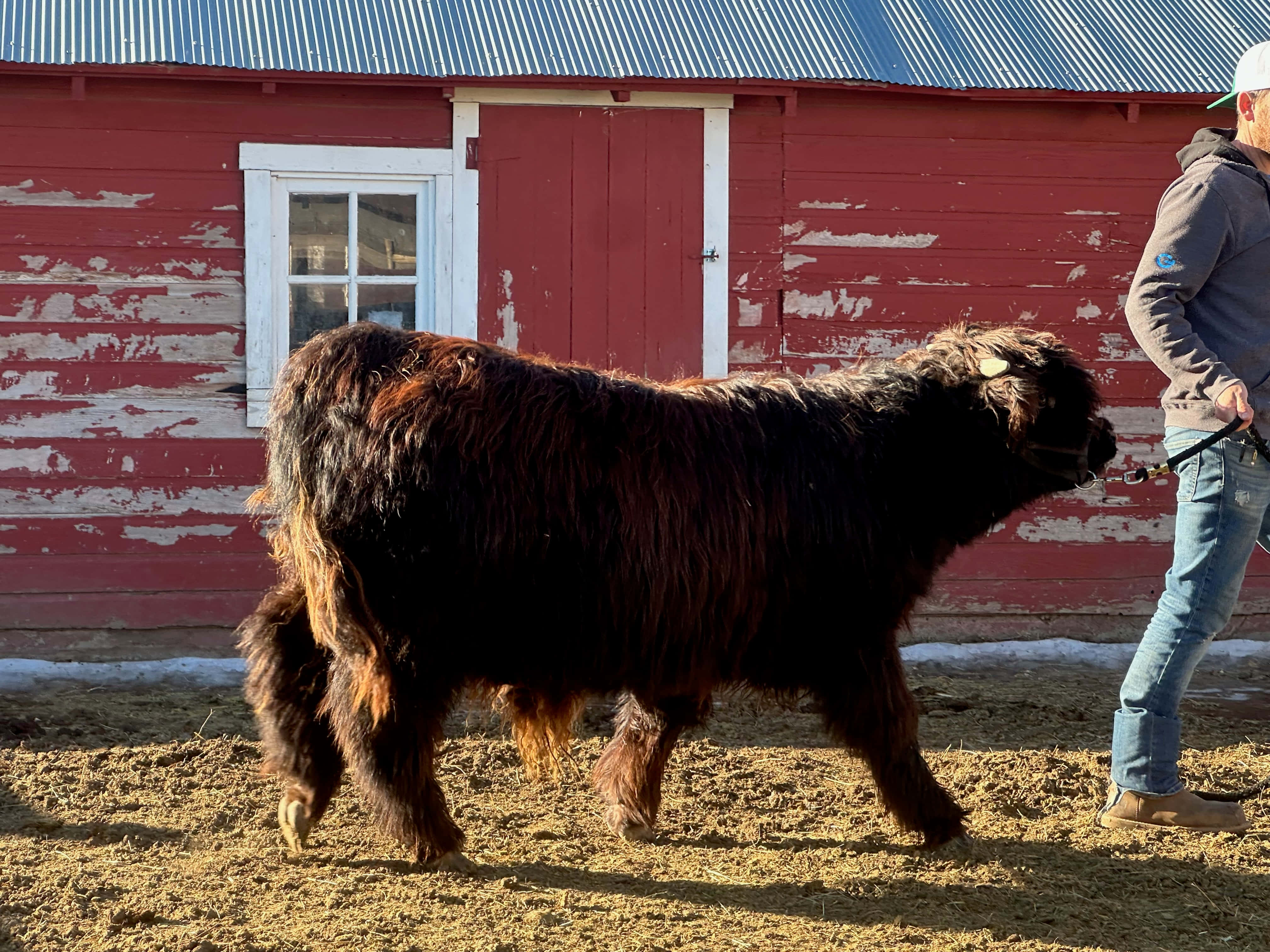 Bo, a black Highland steer, being led in front of a red barn