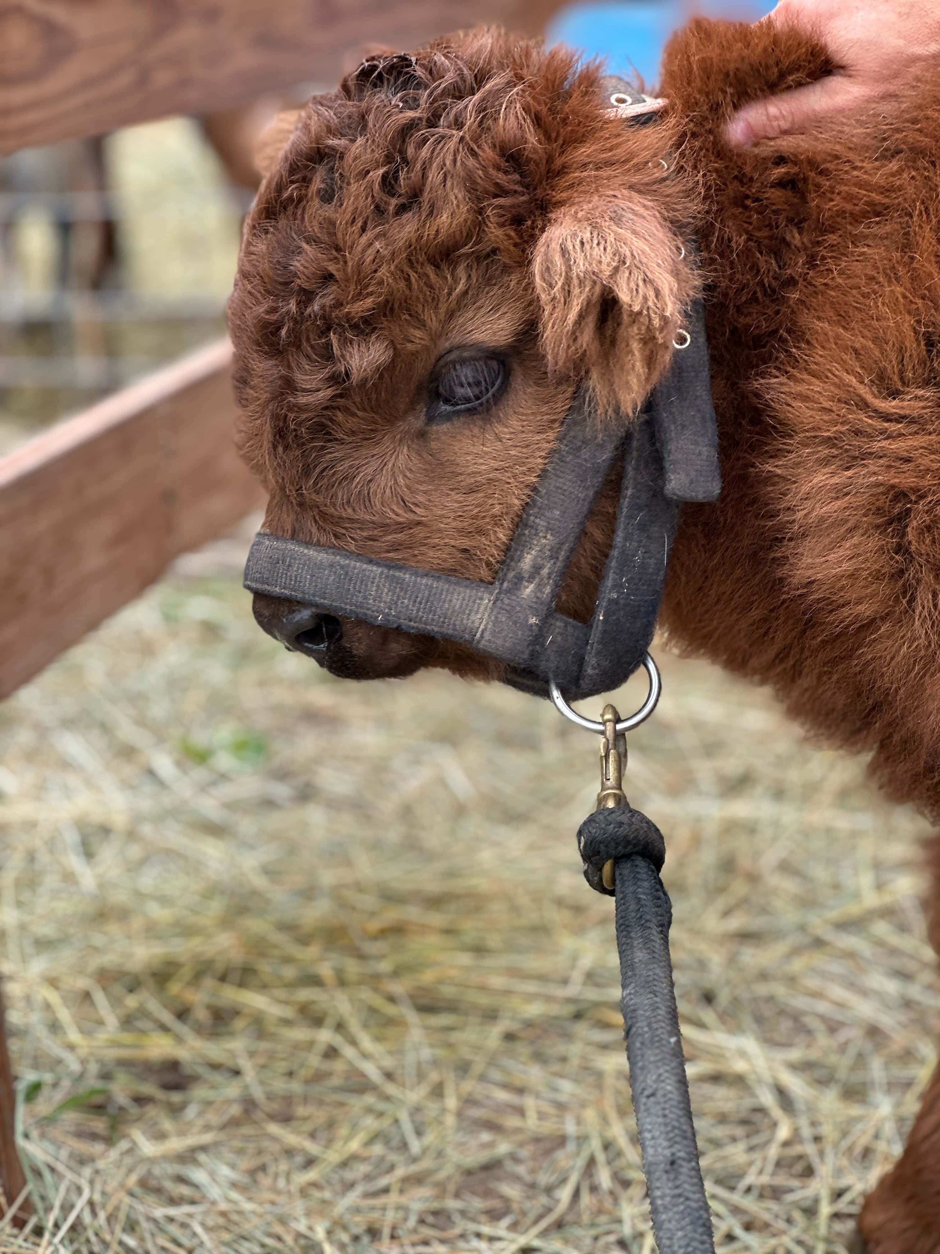 Bo, a brown Highland steer, before going to his new home