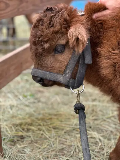 Bo, a brown Highland steer, before going to his new home