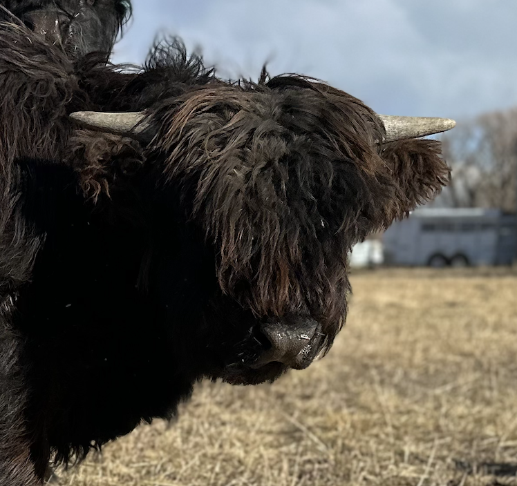Boaz the Highland Bull