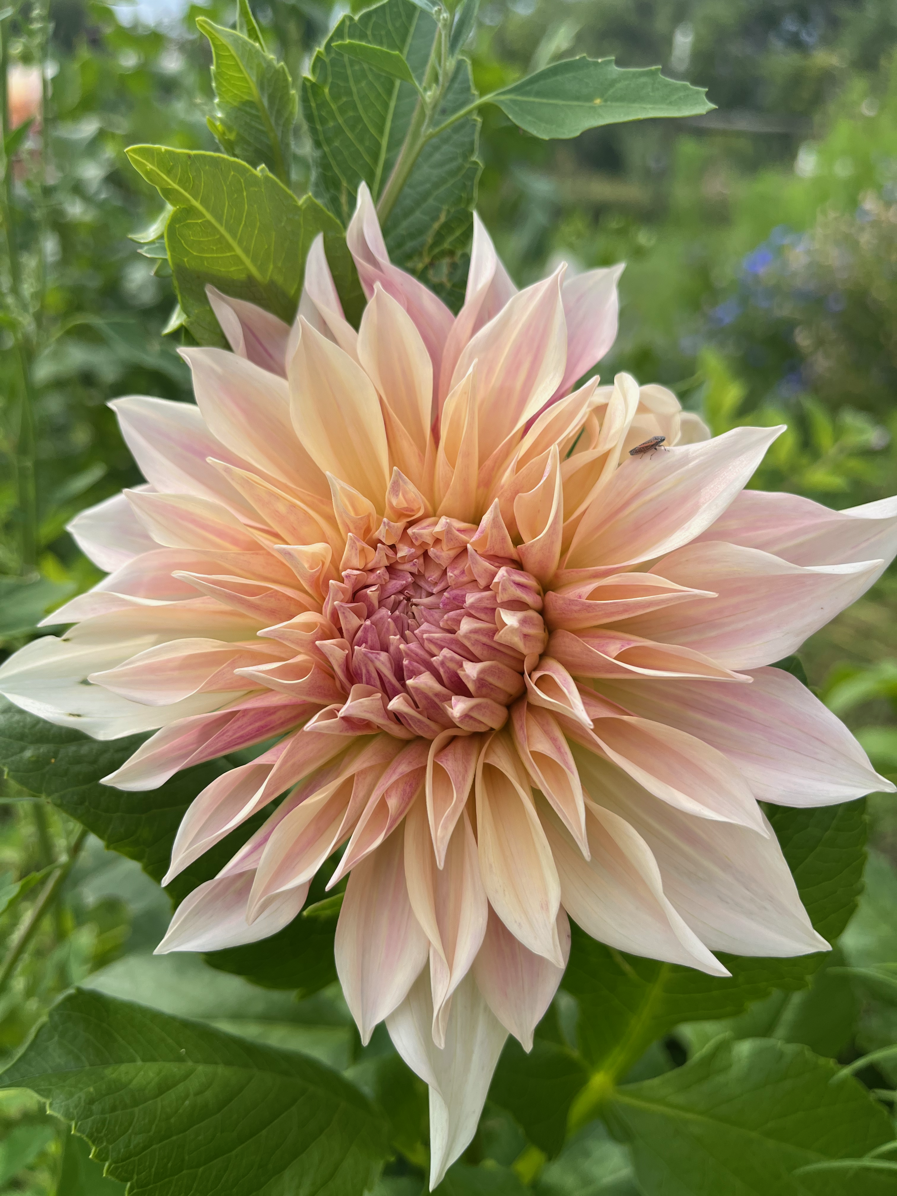 Gallery of flower arrangements featuring dahlias and zinnias