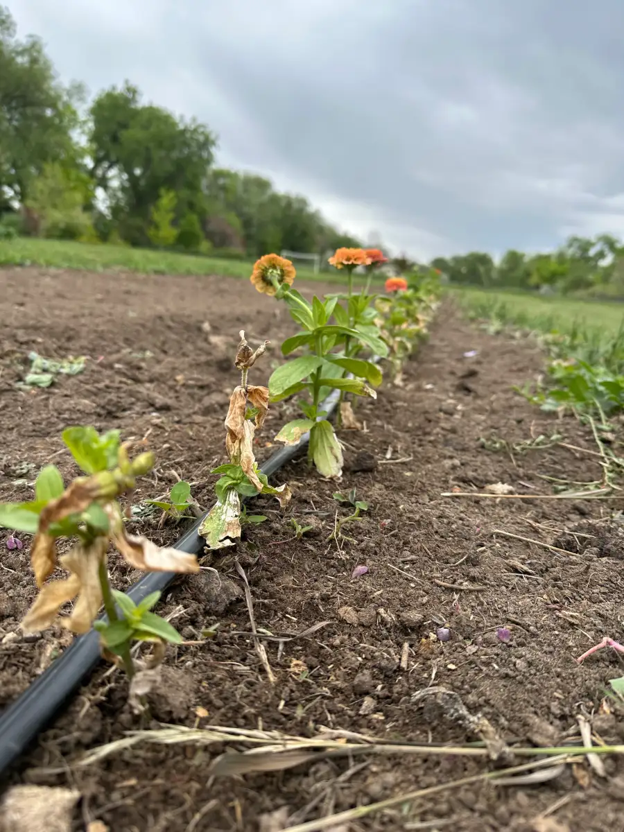 Spring Planting