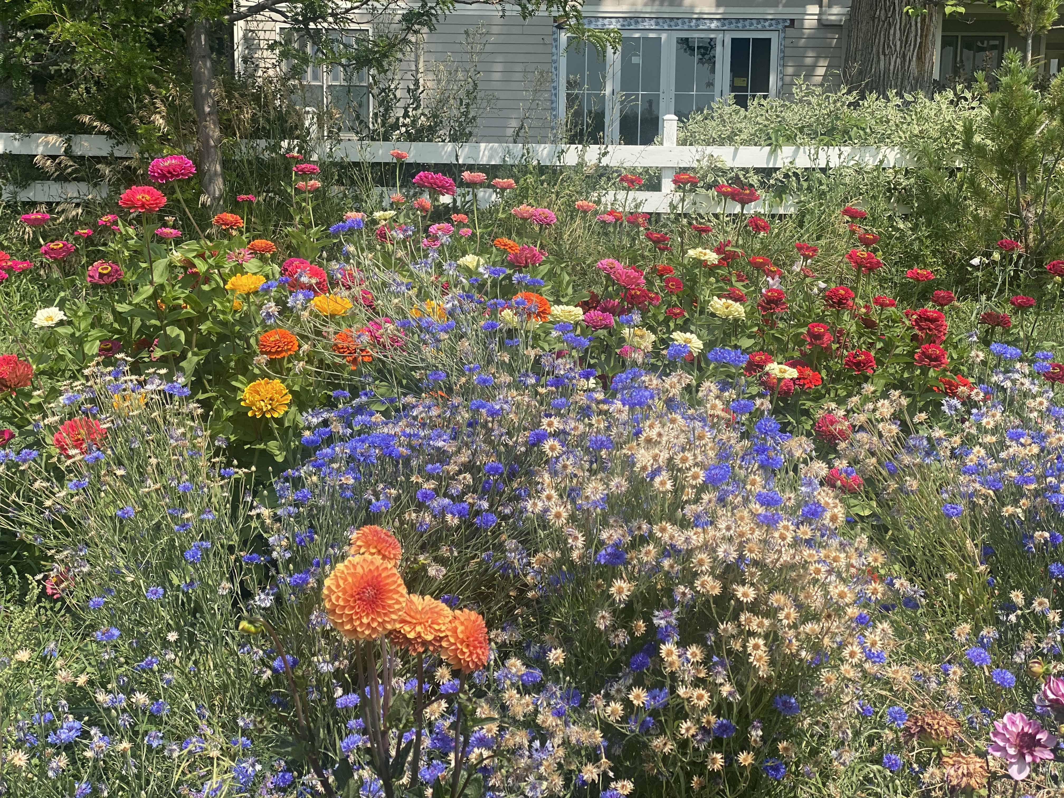 A collection of cut flowers including dahlias, zinnias, and wildflowers