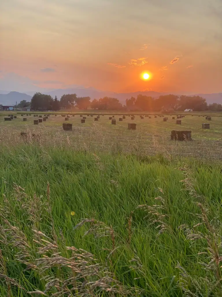 Pasture on the Bloom & Brisket family farm