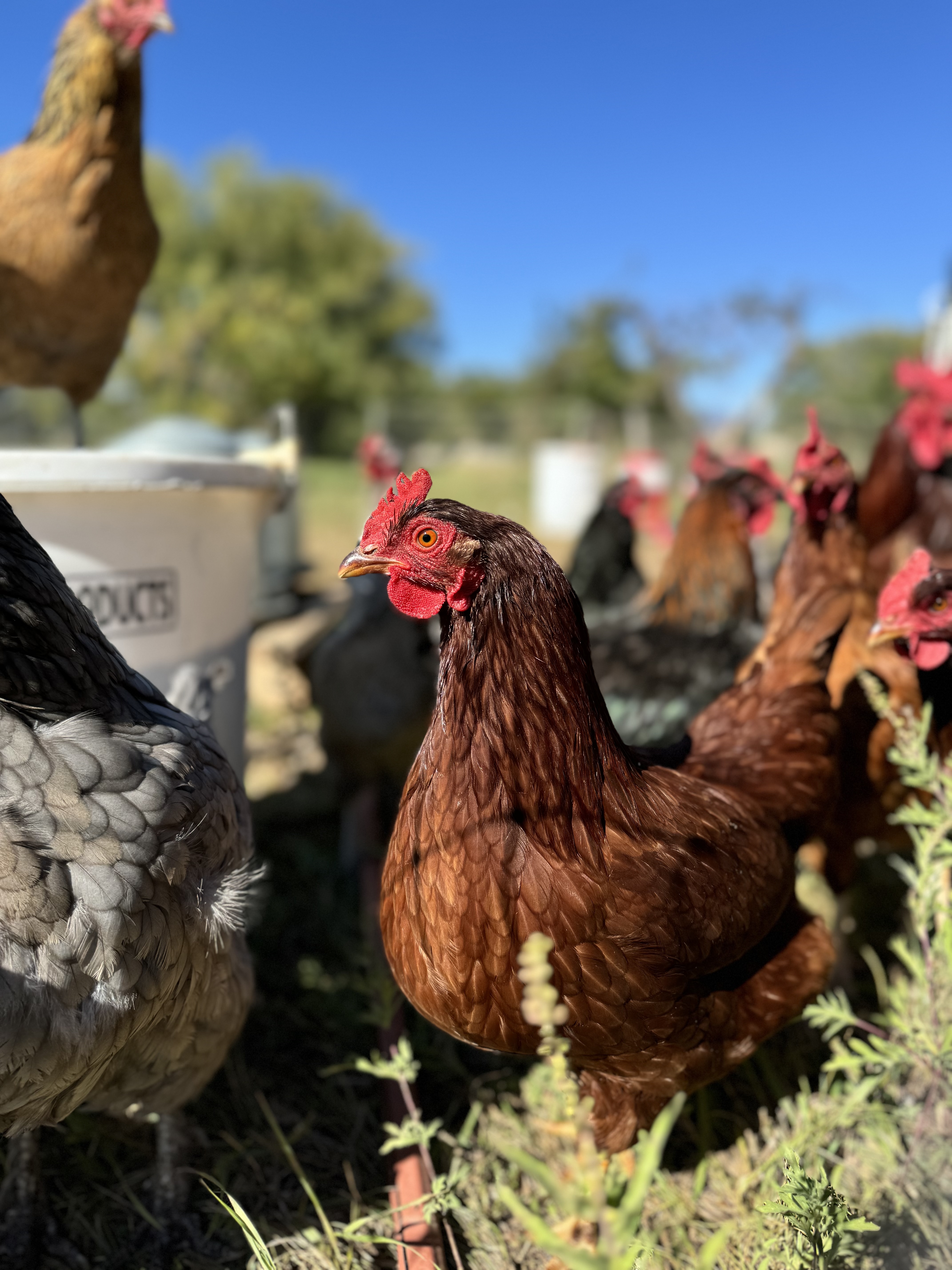 Heritage chickens