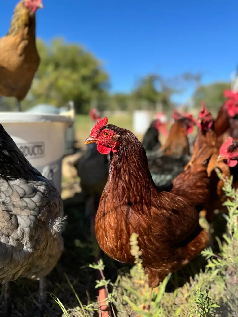 Heritage chickens