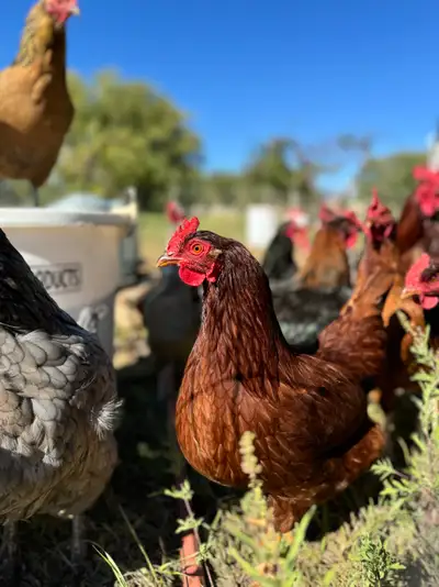 Are Local Farm Eggs Better Than Store-Bought Eggs?