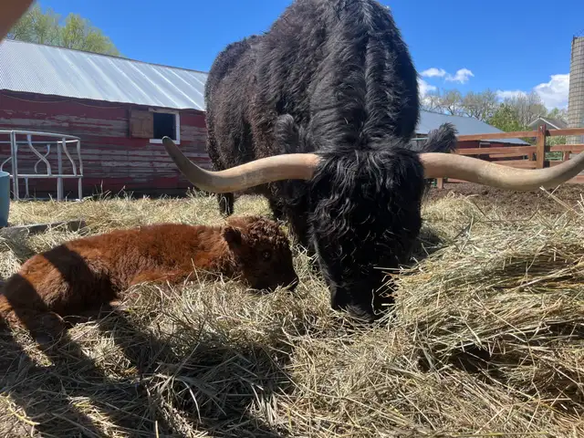Highland cow and calf at Bloom & Brisket in Northern Colorado