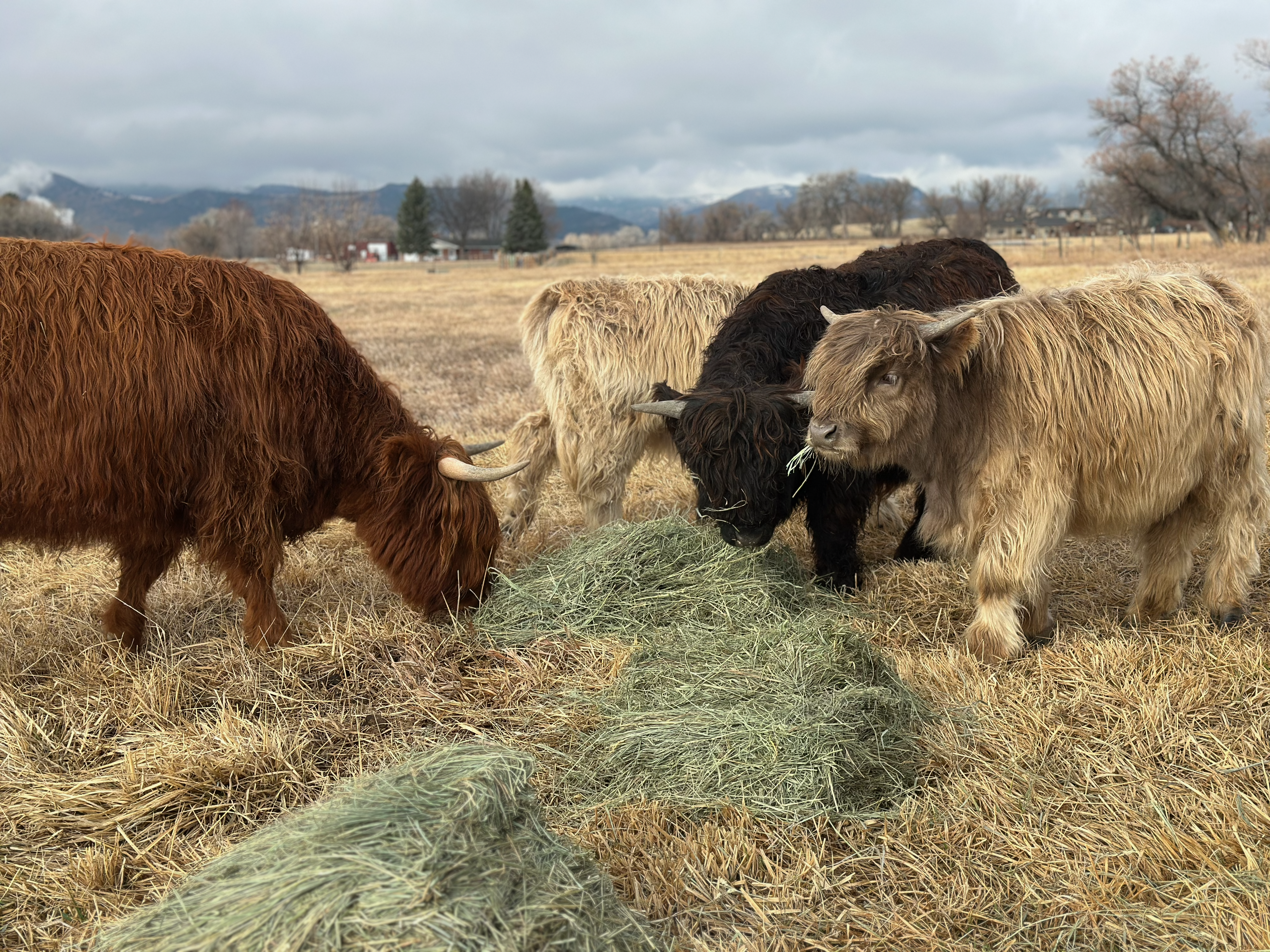 Highland cattle grazing in a field