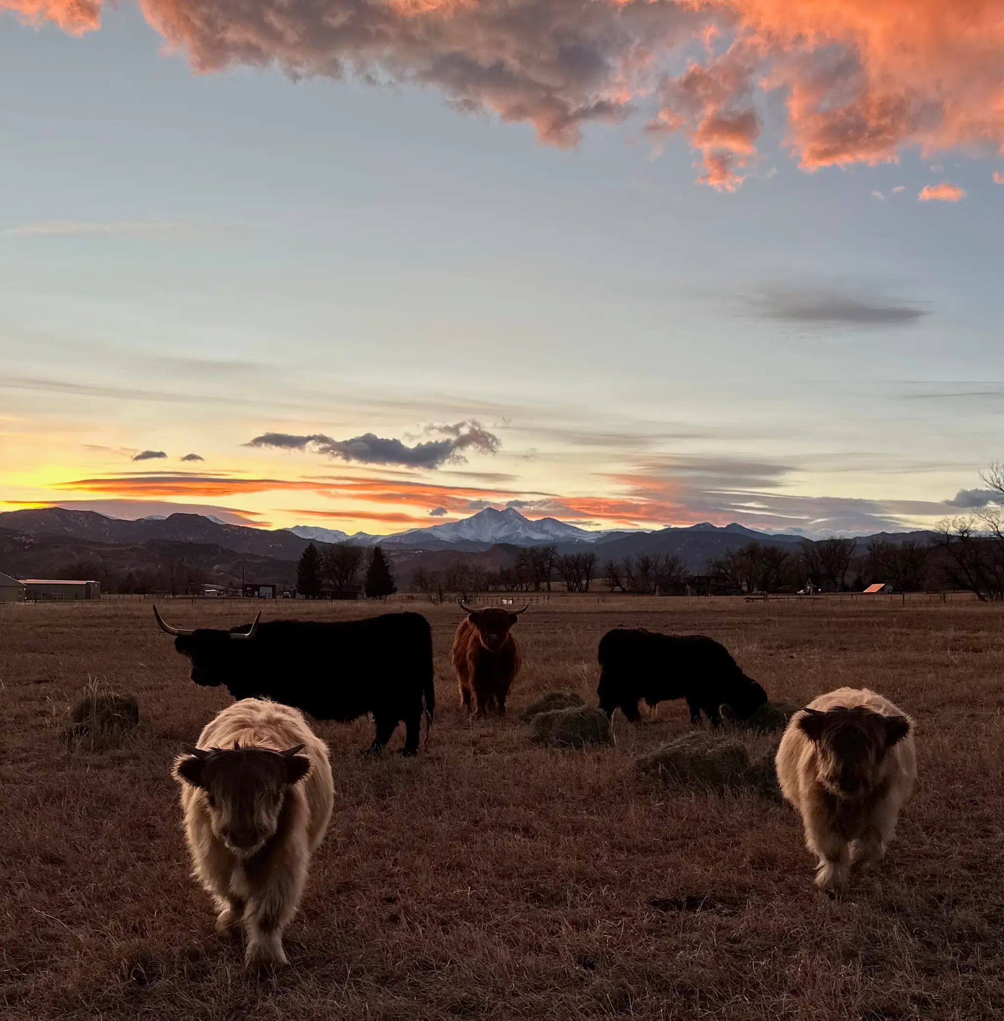 Highland cattle from the Bloom & Brisket herd at sunset in Northern Colorado