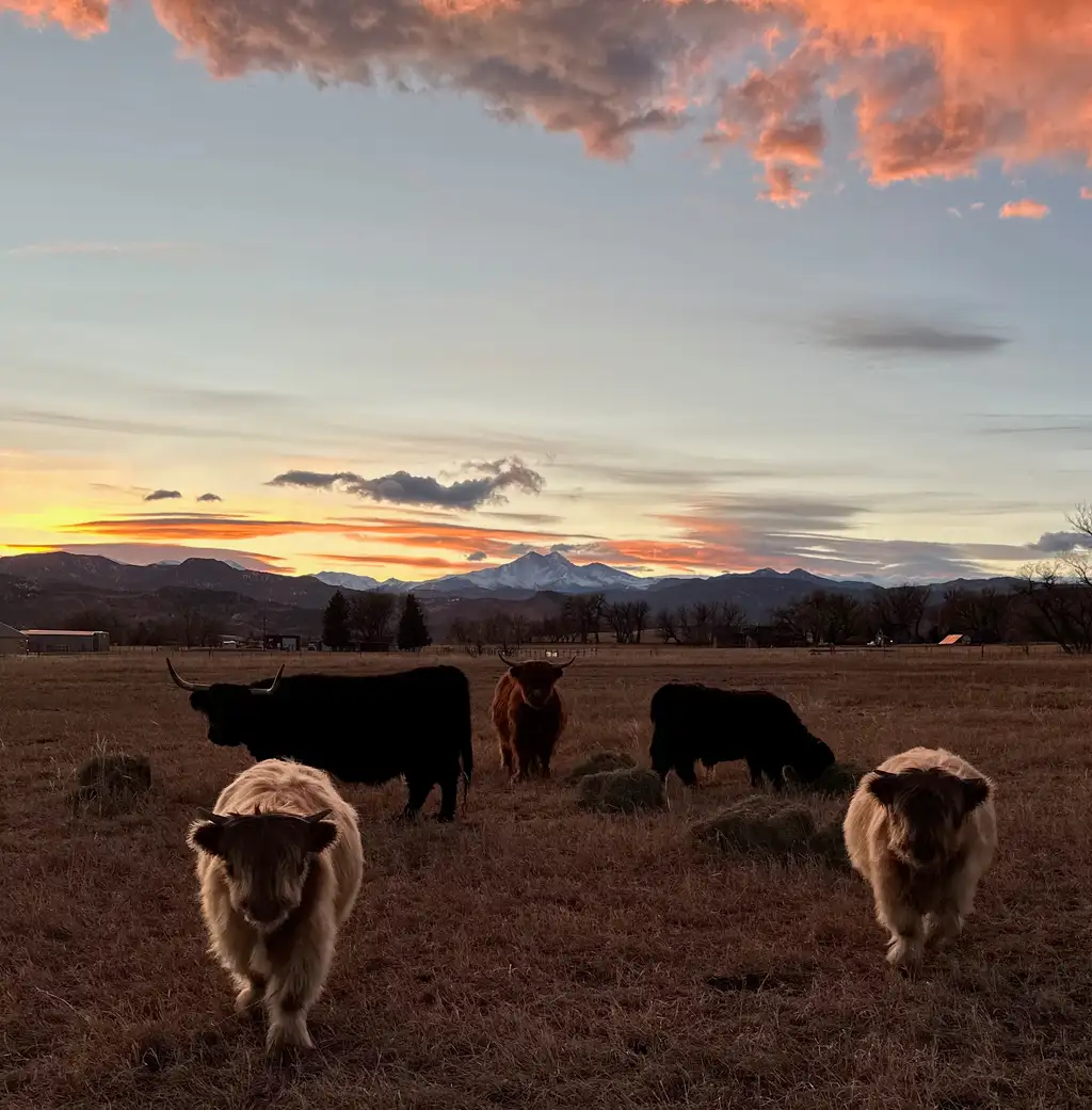 Highland cattle from the Bloom & Brisket herd at sunset in Northern Colorado