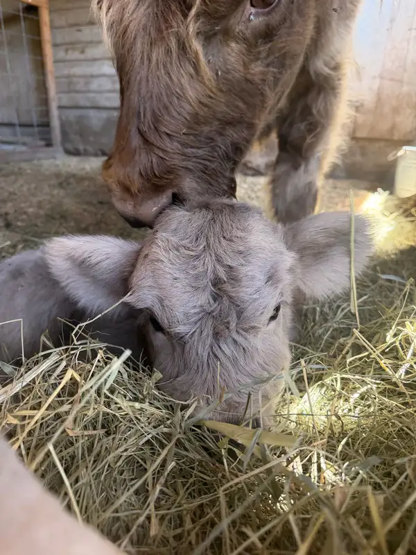 Highland cow with her calf on the Bloom & Brisket family farm