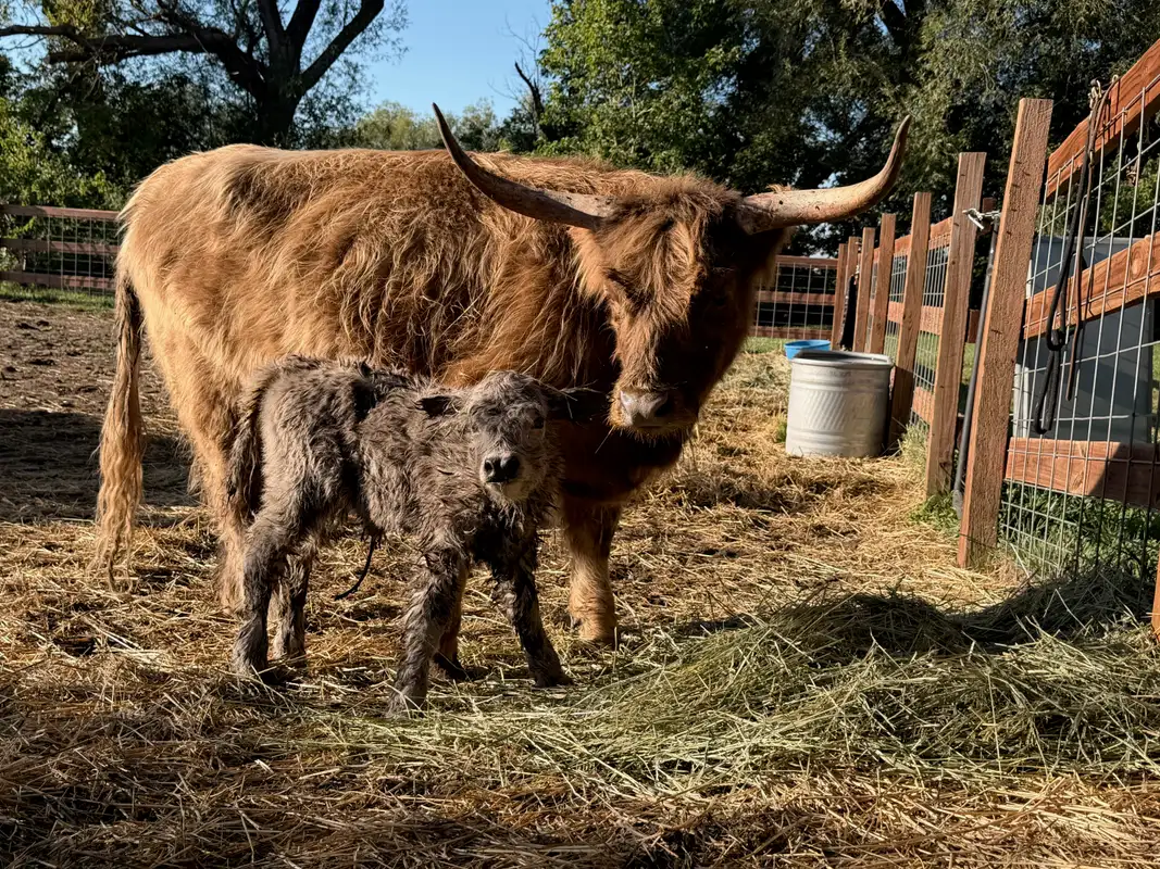 Indy standing beside her newborn silver Highland heifer, Sugar