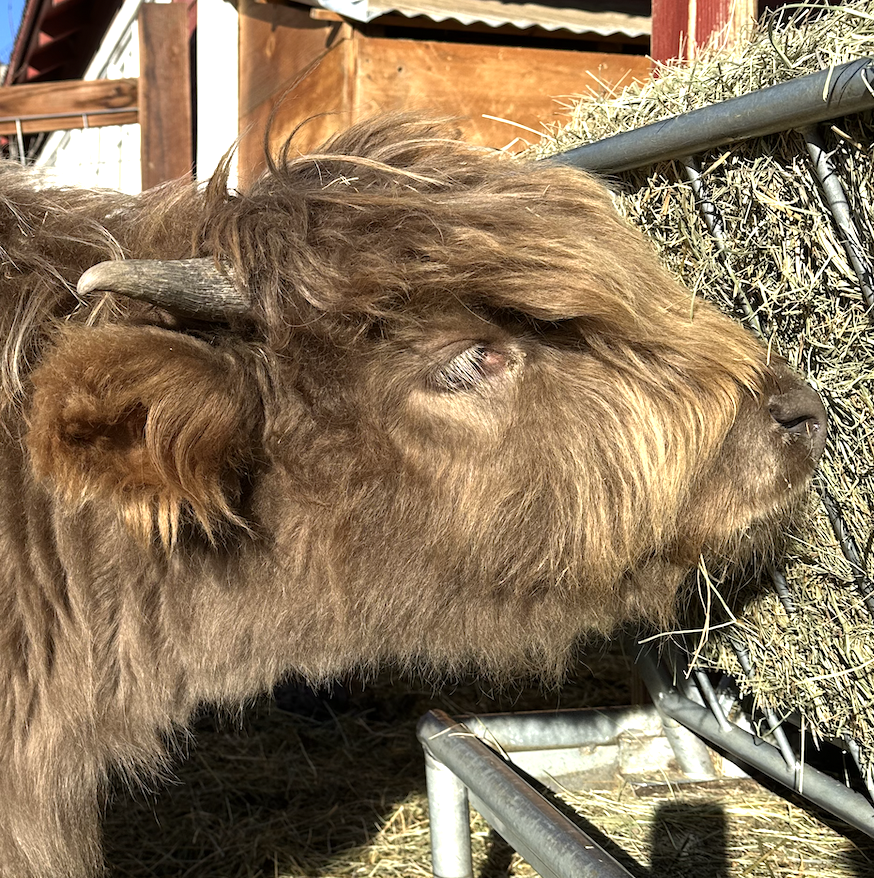 Indy the Highland Heifer