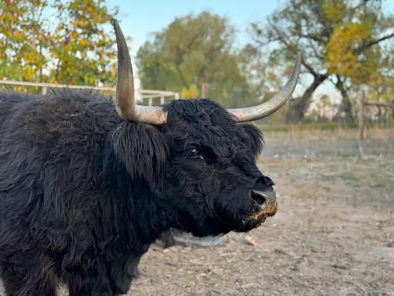 J Bar T’s Jasmine, a black Highland cow, in a pasture at Bloom & Brisket