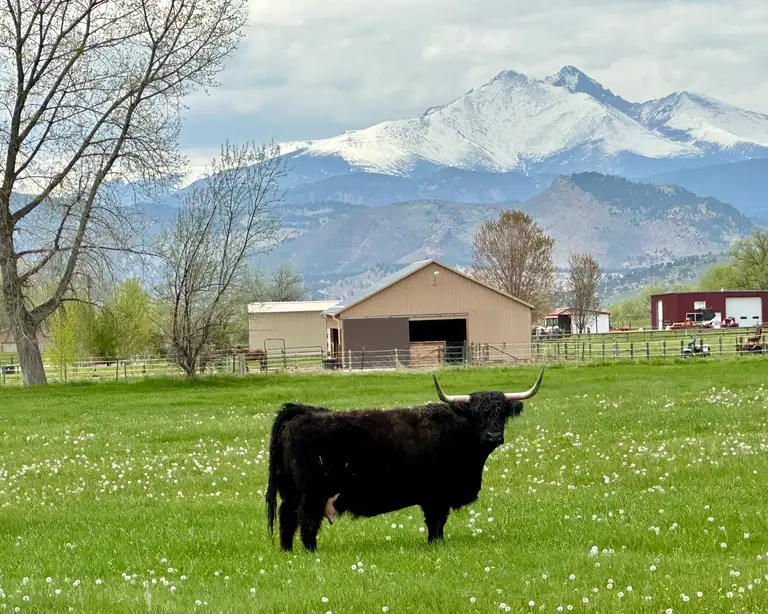 J Bar T’s Jasmine, a black Highland cow, on pasture at Bloom & Brisket in Northern Colorado
