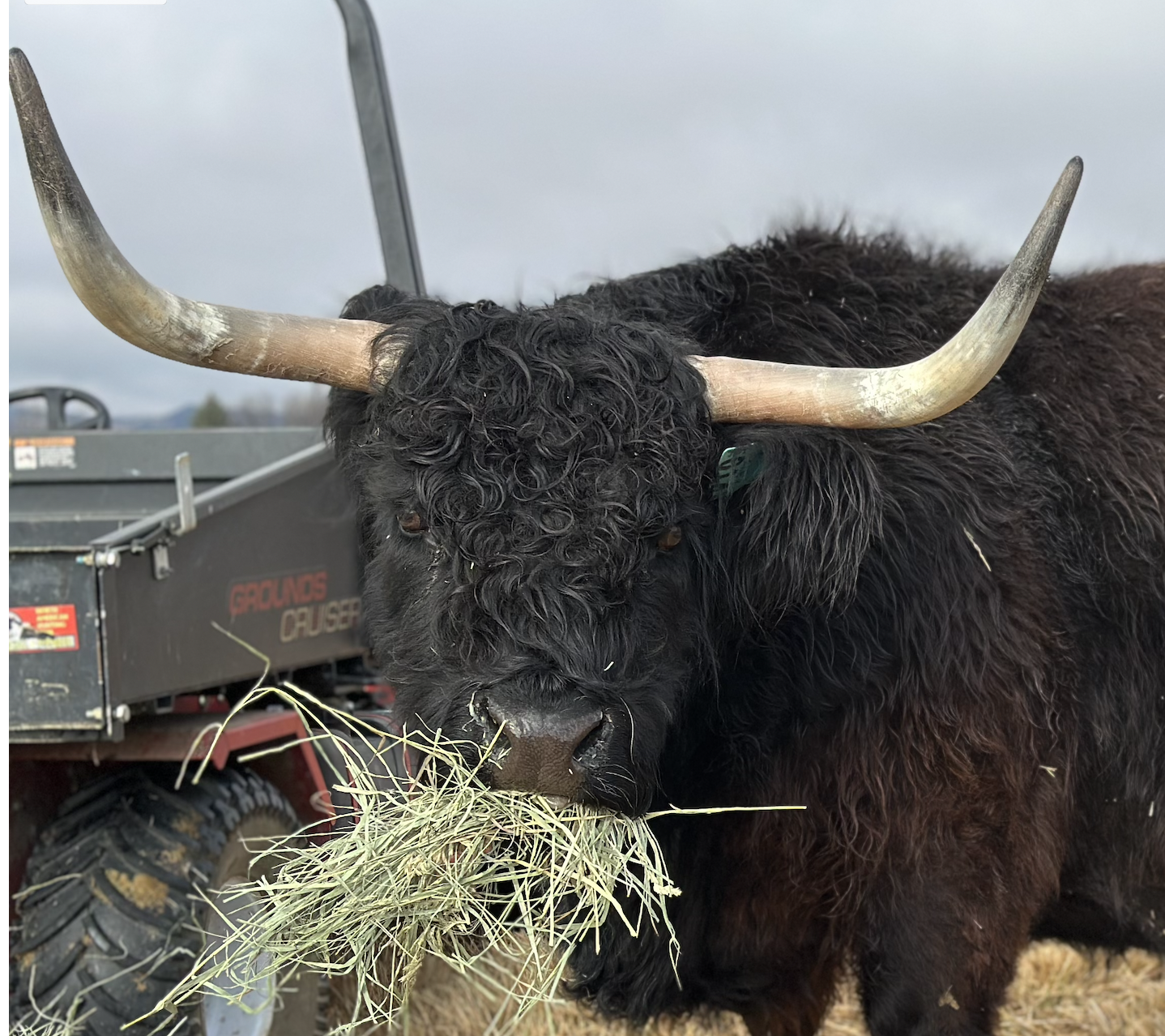 Jasmine the Highland Cow