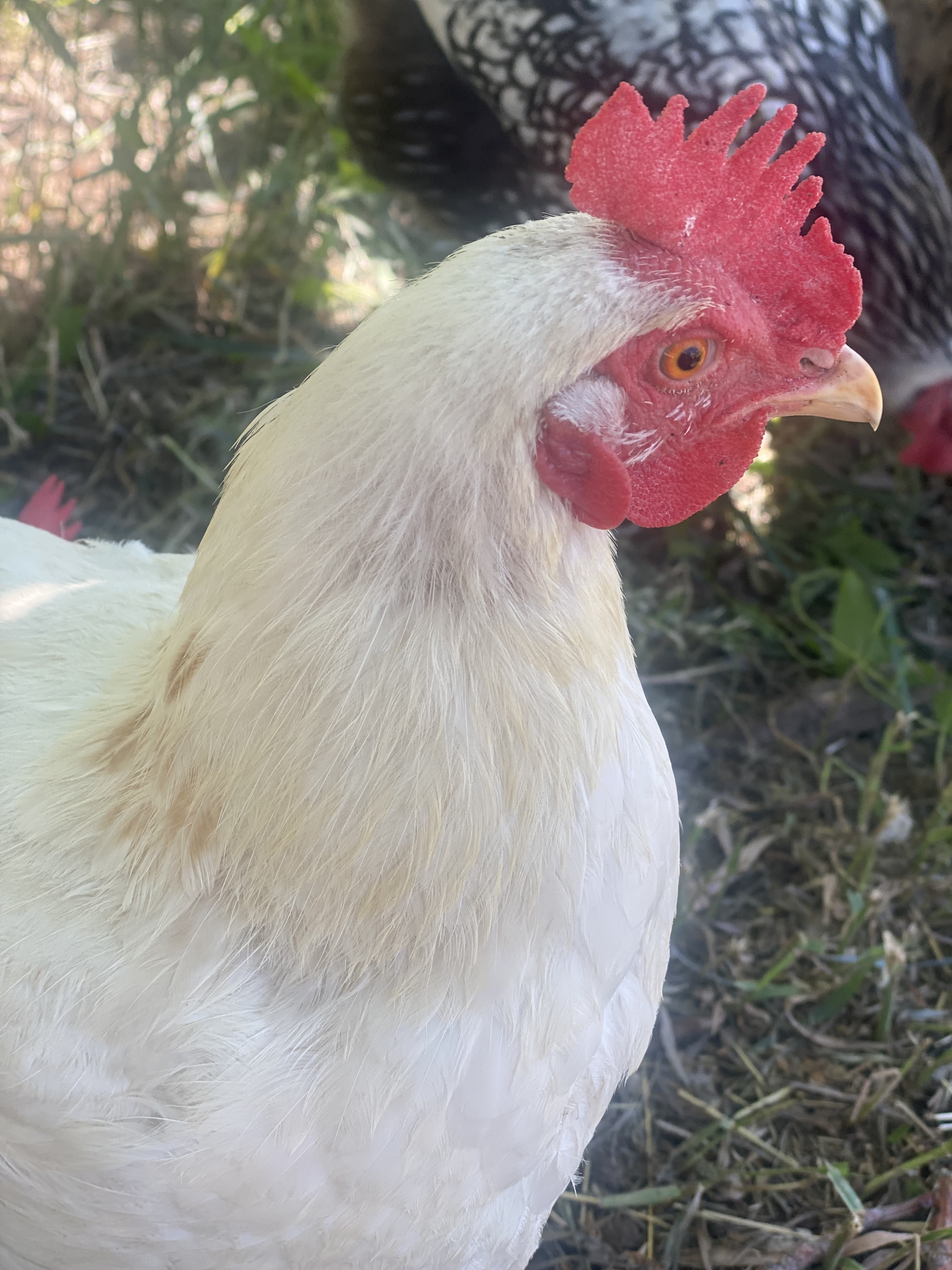 White Leghorn Chicken