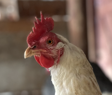 Lulu the Leghorn