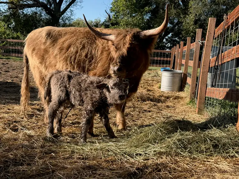 Mindy, a dun Highland cow, standing with her calf Big Bad Chad at Bloom & Brisket