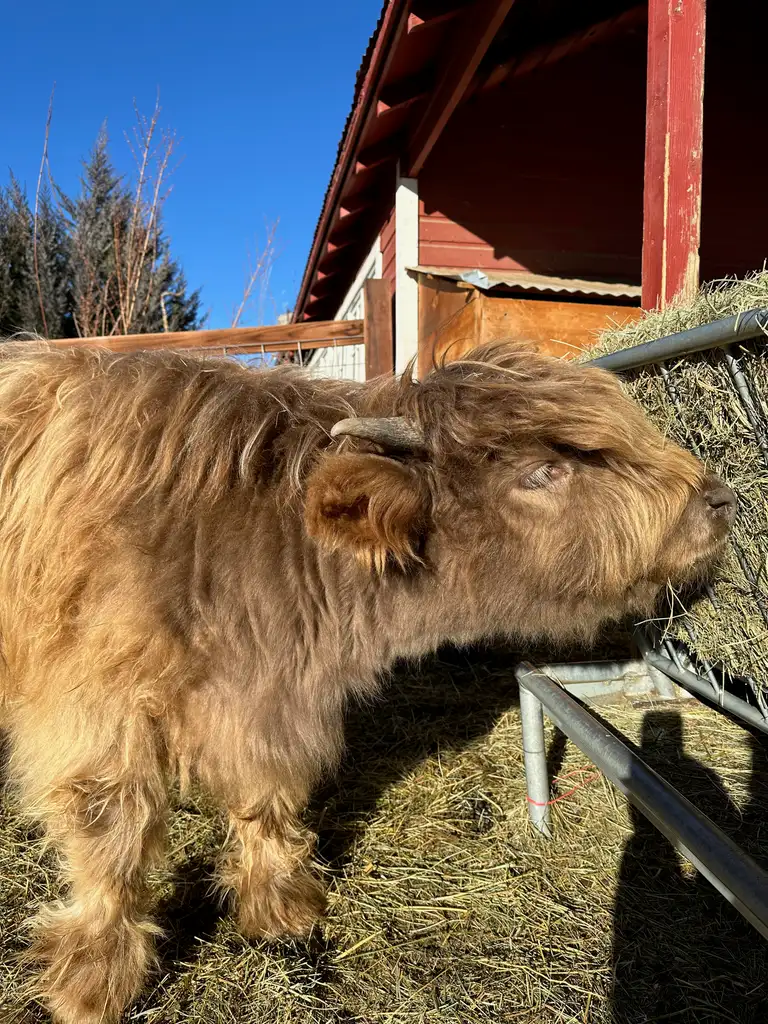 Mindy, a Highland cow eating hay at Bloom & Brisket in Northern Colorado