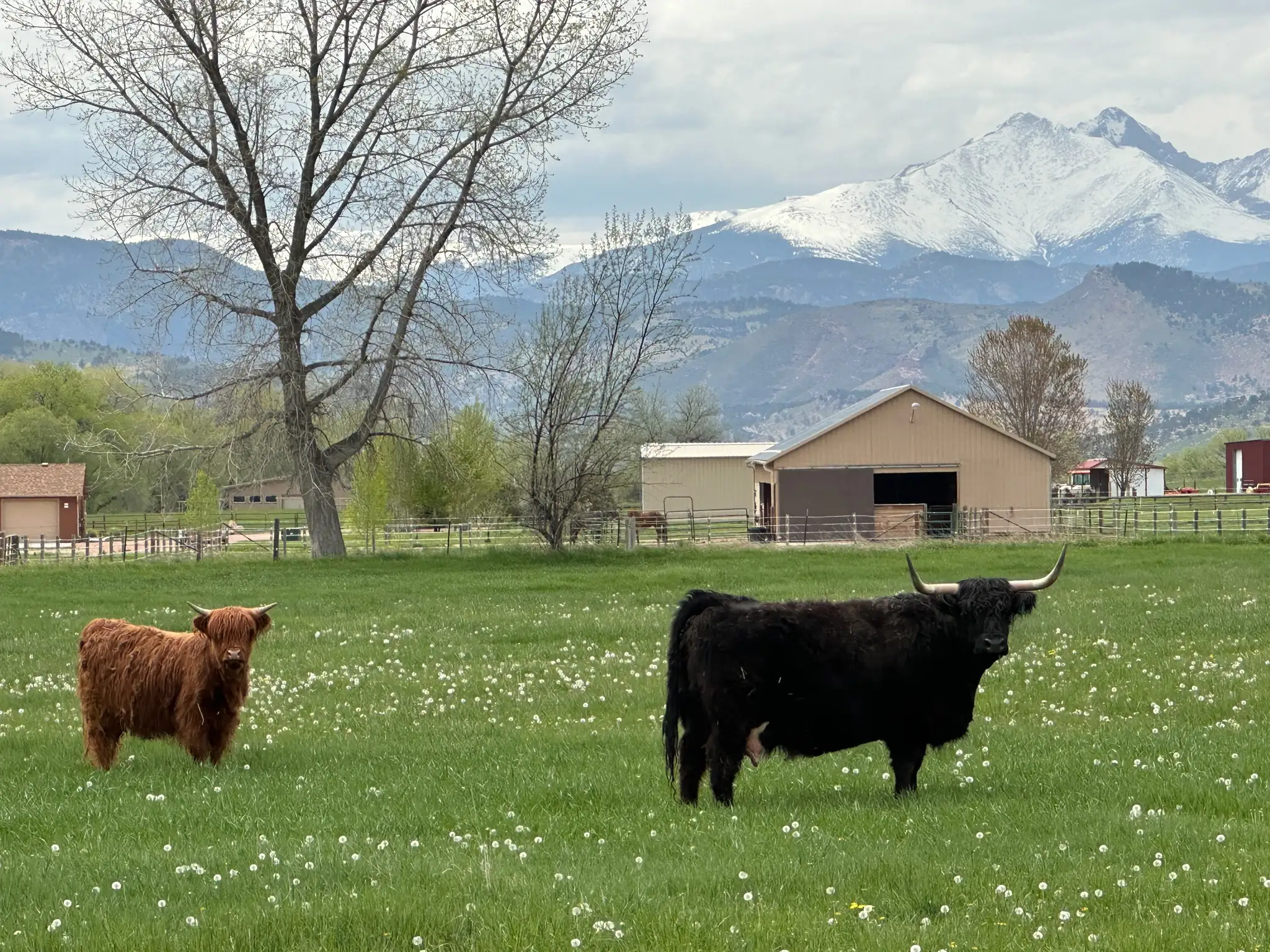 Black and red Highland cattle grazing in a pasture with a barn and Colorado mountain views