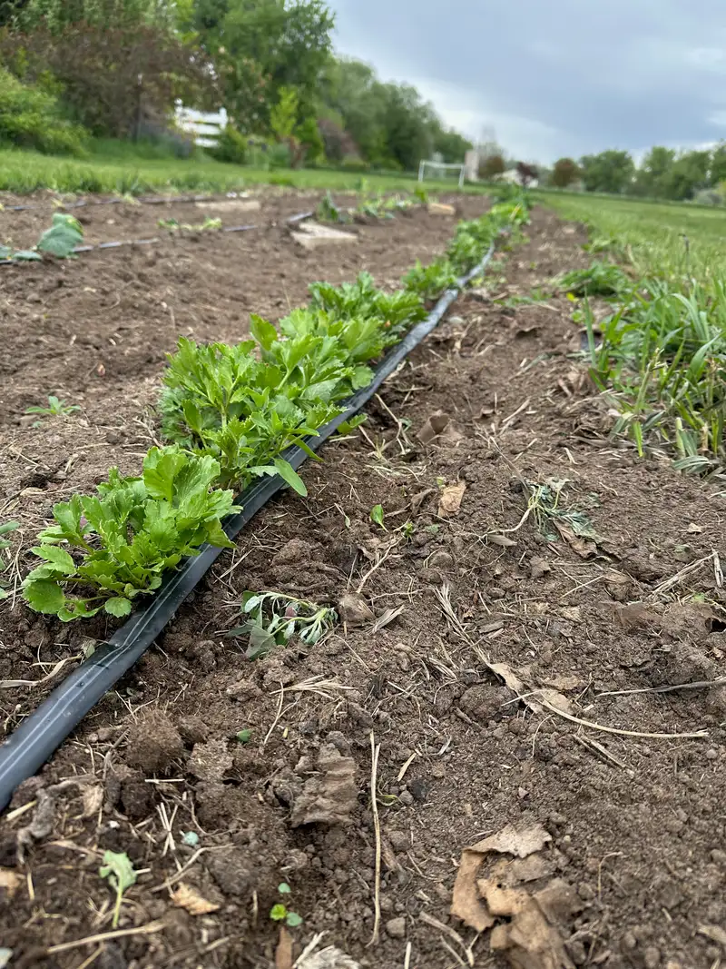 Ranunculus seedlings in the Bloom & Brisket garden