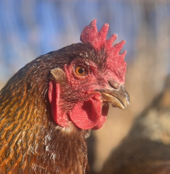 Rhoda the Rhode Island Red