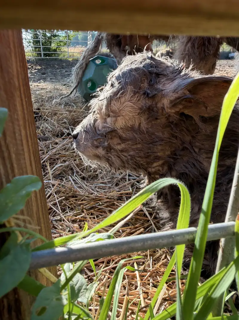 Newborn silver Highland heifer Sugar shortly after birth