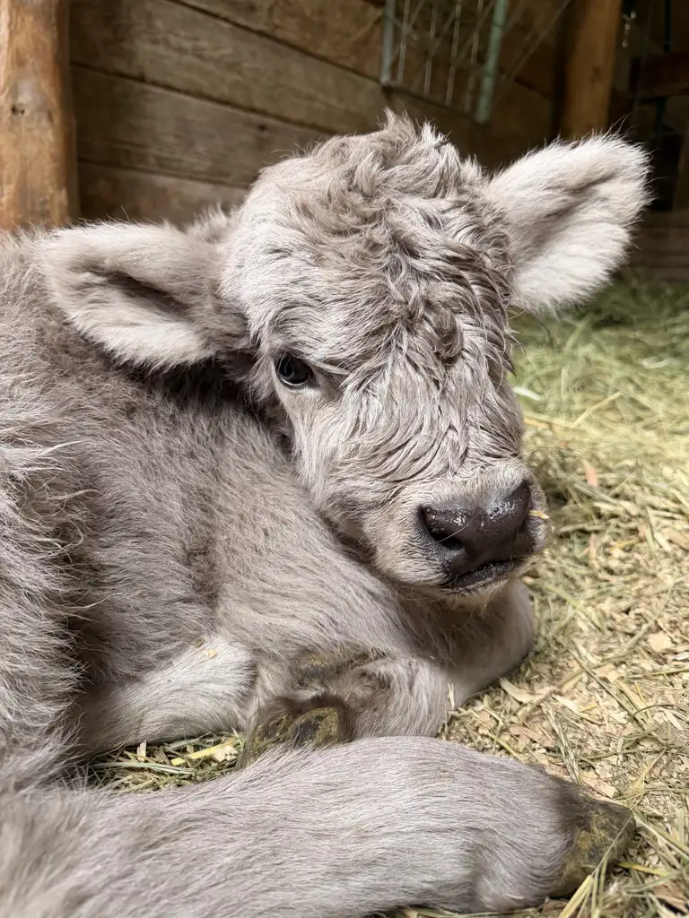 Close-up of Sugar, a silver Highland calf, resting in fresh hay