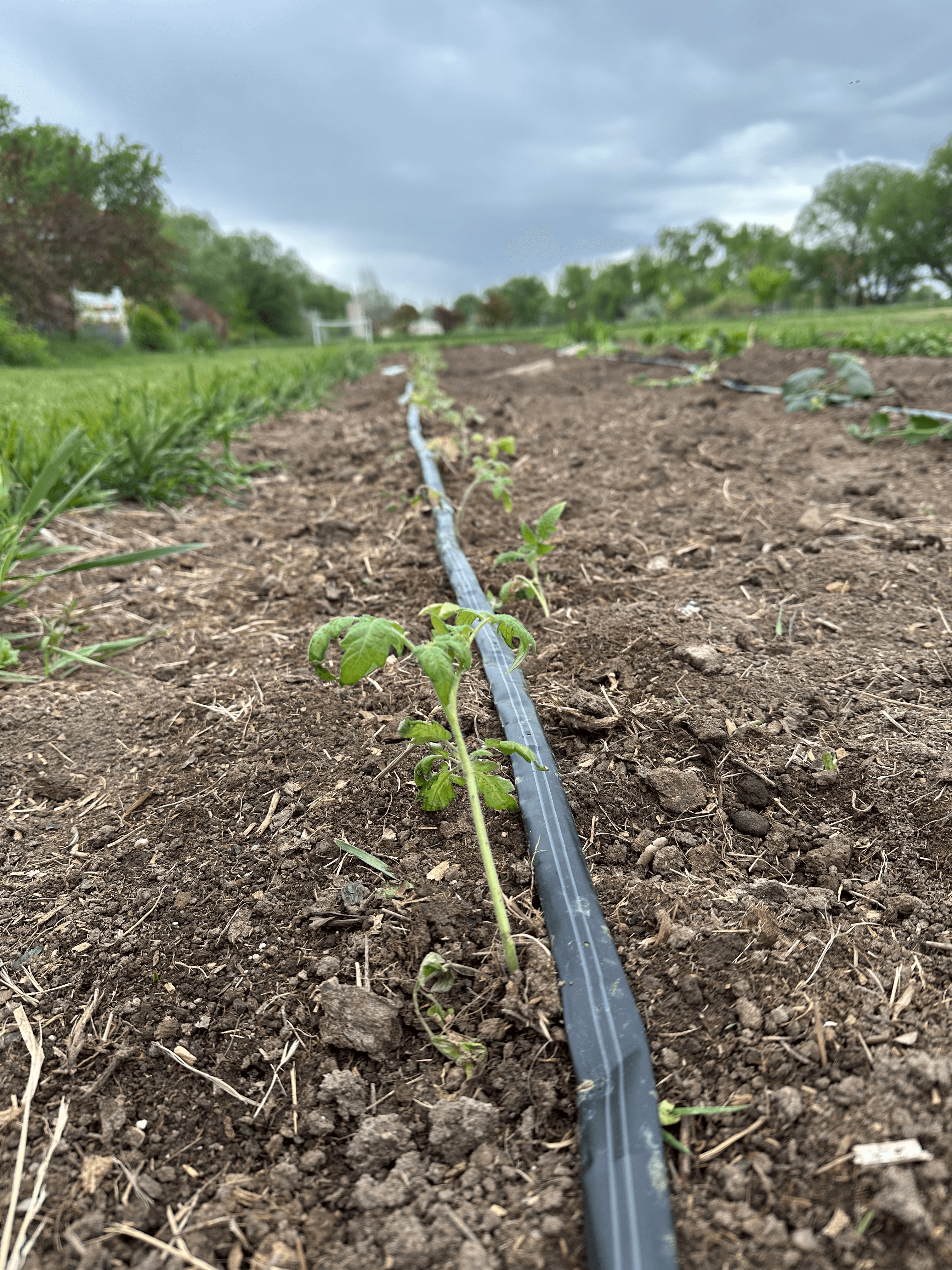 Tomato seedlings growing in the garden
