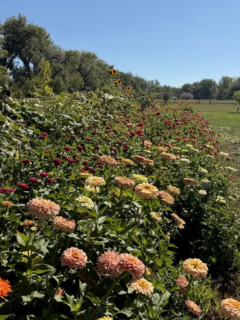 Rows of colorful seasonal flowers in the Bloom & Brisket U-Pick field
