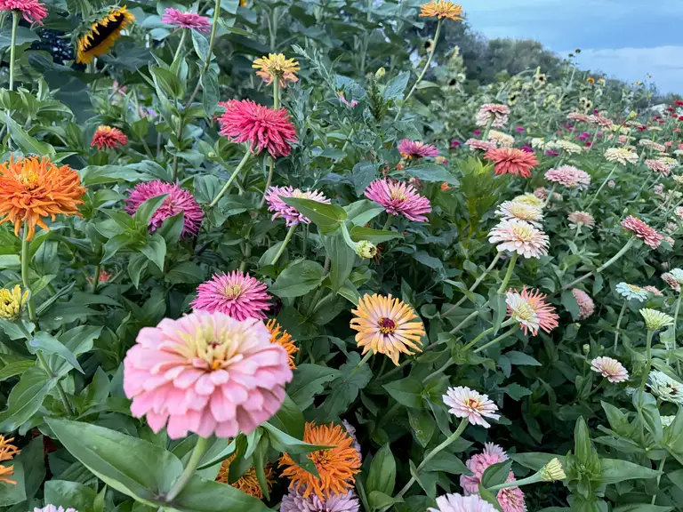 Colorful zinnias growing in the Bloom & Brisket garden