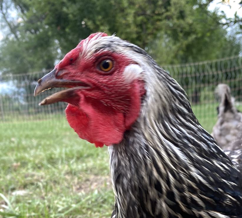 Wanda the Wyandotte