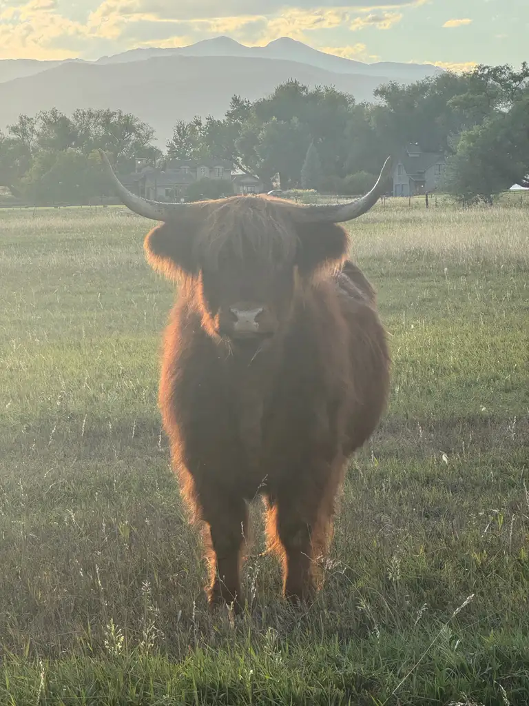 Whiskey Belle Fireball, a red Highland heifer, standing in a Northern Colorado pasture with mountains behind her