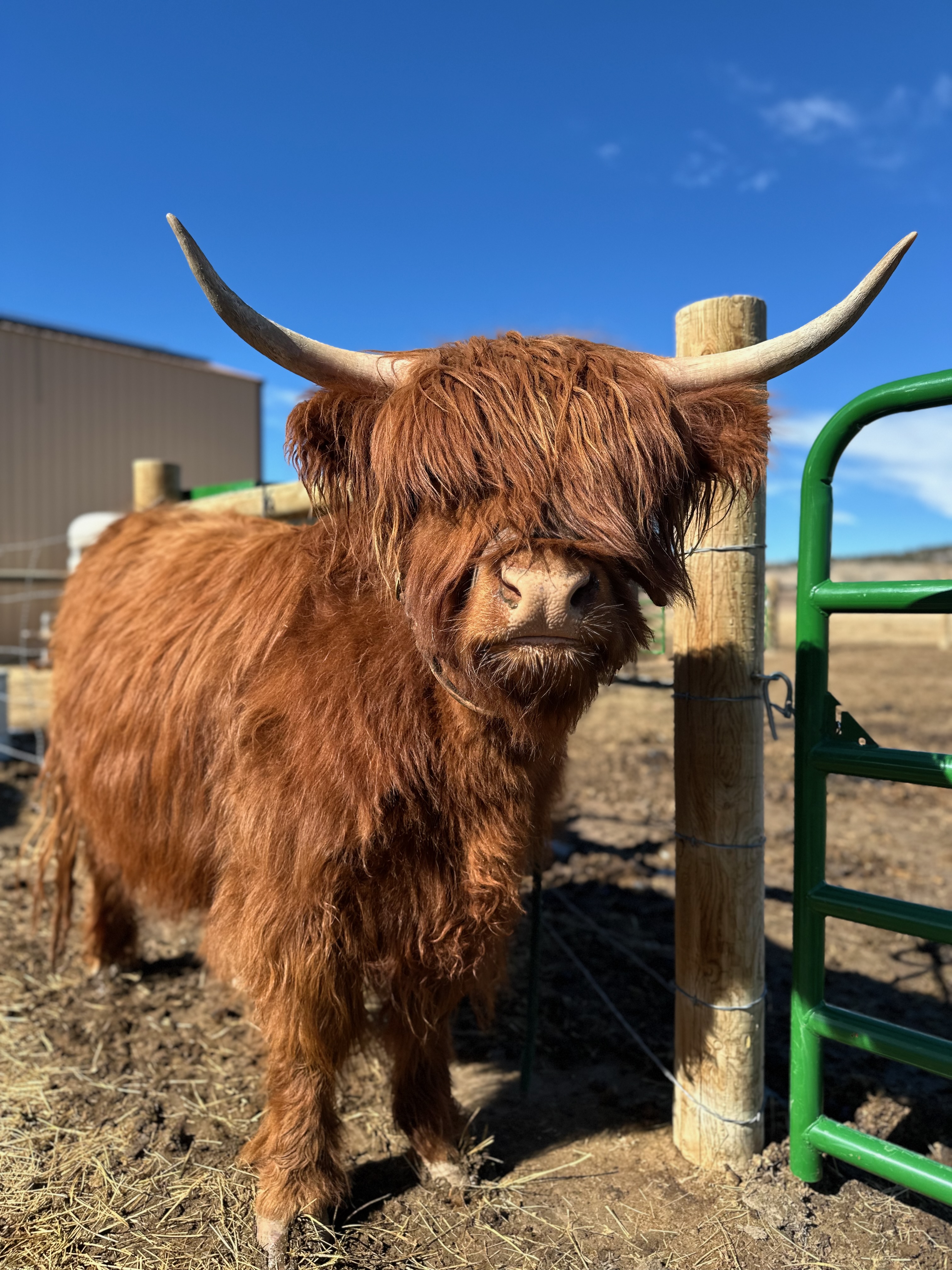 Highland Cattle
